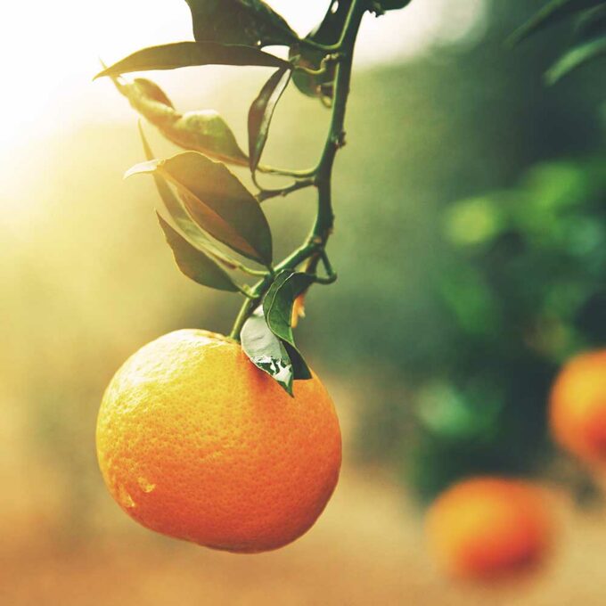 Orange Fruit Used For Deodorized Orange Wax