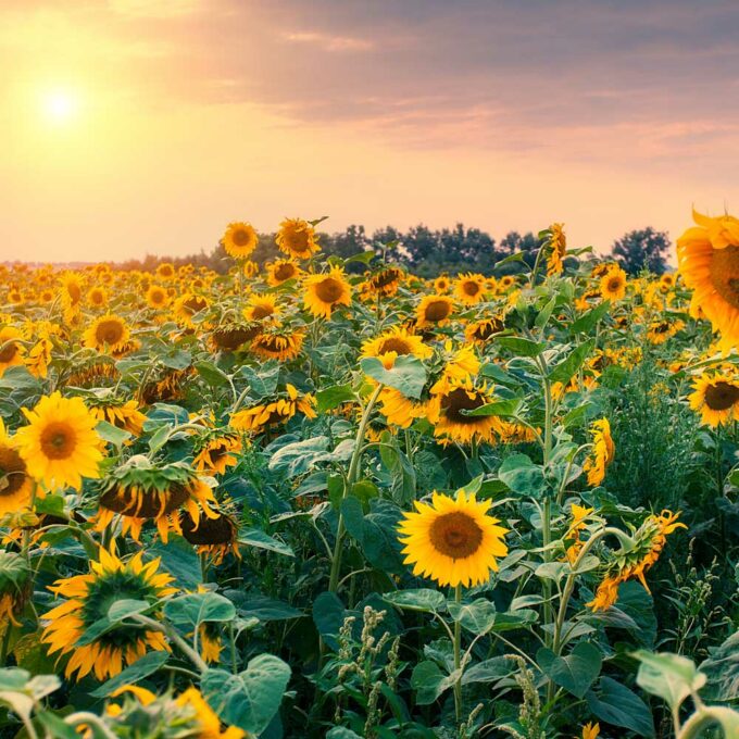 Field of Sunflowers for Sunflower Wax