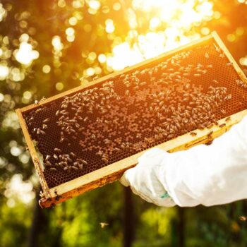 Beehive being examined outdoors
