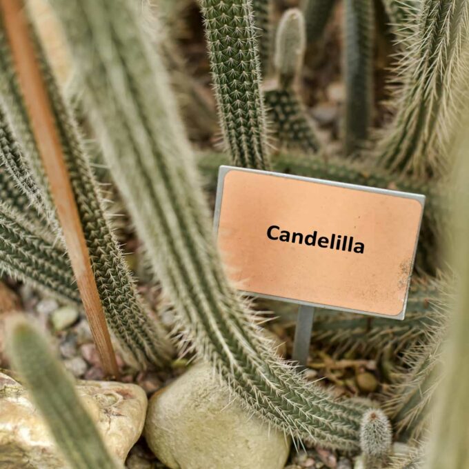 Candelilla Wax NF comes from the shrub Euphorbia Cerifera