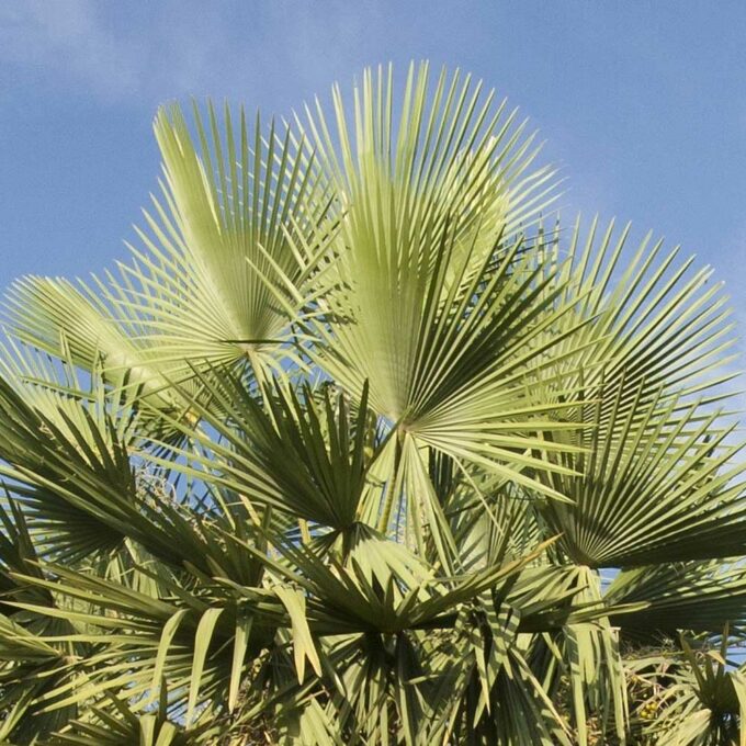 Carnauba Wax from the leaves of the palm Copernicia Cerifera